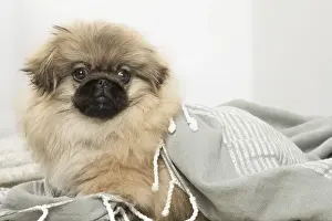Pekingese Prints: Picture No. 12019336
