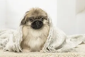 Pekingese Prints: Picture No. 12019337