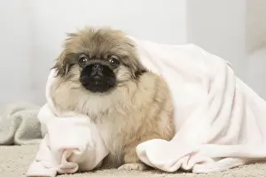 Pekingese Prints: Picture No. 12019338