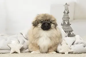 Pekingese Prints: Picture No. 12019341