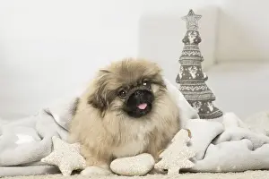 Pekingese Prints: Picture No. 12019342