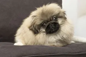 Pekingese Prints: Picture No. 12019343
