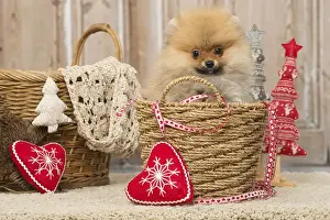 Basket Prints: Picture No. 12019390
