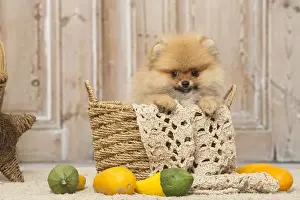 Spitz Prints: Picture No. 12019393