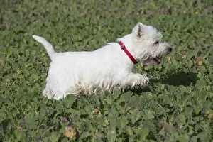 Westies Prints: Picture No. 12019399