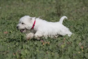 Westies Prints: Picture No. 12019400