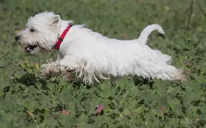 Westies Prints: Picture No. 12019401