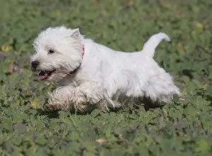 Westies Prints: Picture No. 12019402