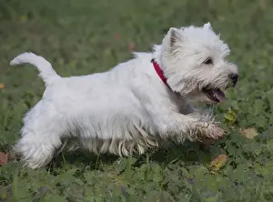 Westies Prints: Picture No. 12019403