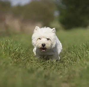 Westies Prints: Picture No. 12019404
