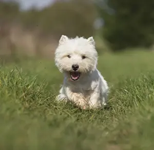 Westies Prints: Picture No. 12019405