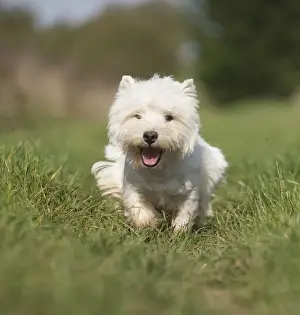 Westies Prints: Picture No. 12019406