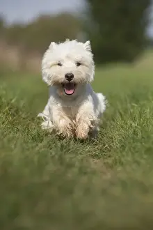 Westies Prints: Picture No. 12019407