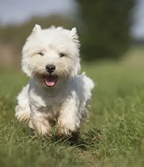 Westies Prints: Picture No. 12019408