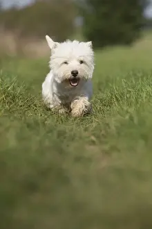 Westies Prints: Picture No. 12019409
