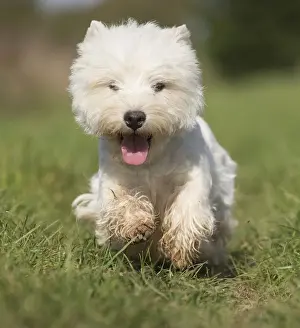 Westies Prints: Picture No. 12019411