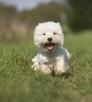 Westies Prints: Picture No. 12019412