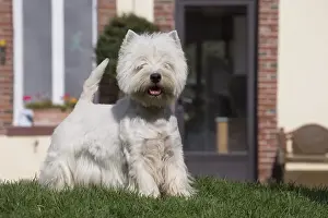 Westies Prints: Picture No. 12019413