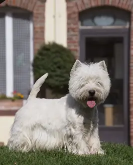Westies Prints: Picture No. 12019415