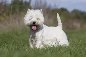 Westies Prints: Picture No. 12019416