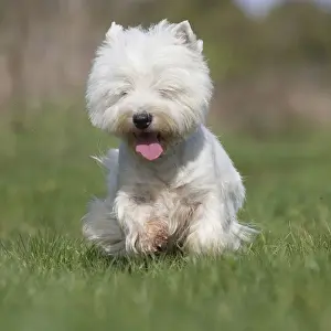 Westies Prints: Picture No. 12019417