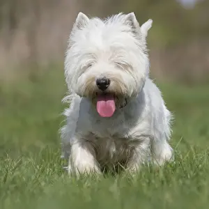 Westies Prints: Picture No. 12019418