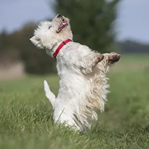 Westies Prints: Picture No. 12019419