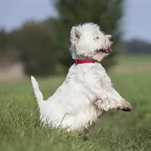 Westies Prints: Picture No. 12019420