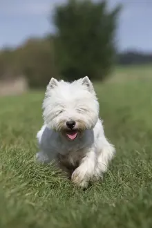 Westies Prints: Picture No. 12019422