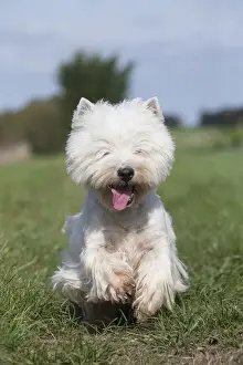 Westies Prints: Picture No. 12019423