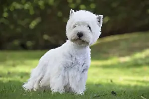 Westies Prints: Picture No. 12019426