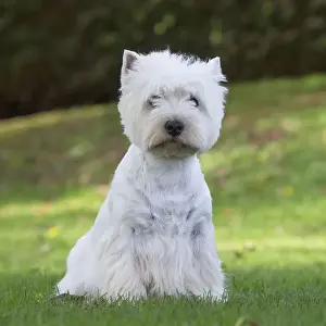 Westies Prints: Picture No. 12019427