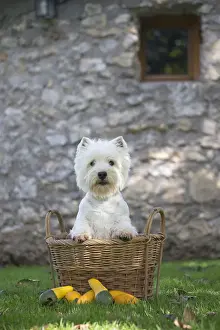 Westies Prints: Picture No. 12019428