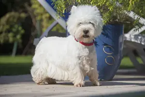 Westies Prints: Picture No. 12019432