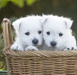 Westies Prints: Picture No. 12019438
