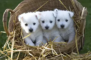 Westies Prints: Picture No. 12019441