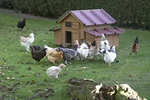 Farmyard Prints: Picture No. 12019449