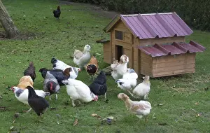 Farmyard Prints: Picture No. 12019451