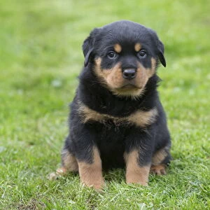 Rottweilers Collection: Picture No. 12019452