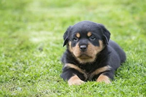 Rottweilers Collection: Picture No. 12019453
