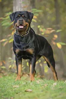 Rottweilers Prints: Picture No. 12019505