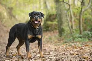 Rottweilers Prints: Picture No. 12019506