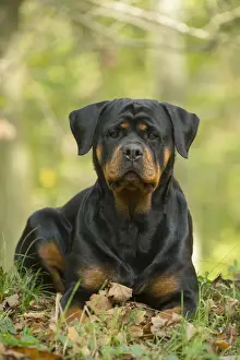 Rottweilers Prints: Picture No. 12019509