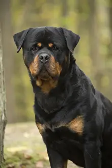 Rottweilers Prints: Picture No. 12019510