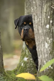 Rottweilers Prints: Picture No. 12019511