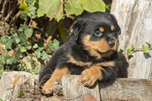 Rottweilers Prints: Picture No. 12019516