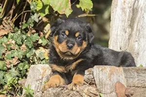 Rottweilers Prints: Picture No. 12019518