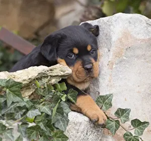 Rottweilers Prints: Picture No. 12019519