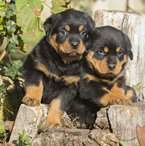 Hugging Prints: Picture No. 12019525