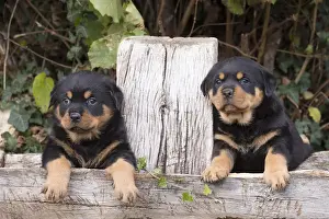 Rottweilers Prints: Picture No. 12019527